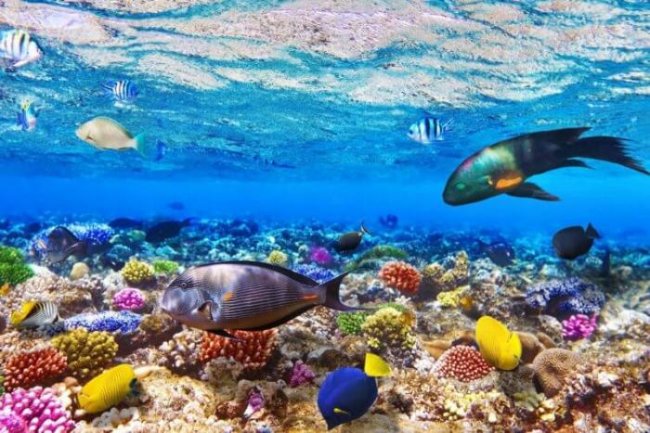 Океаны могут восстановиться к 2050 году (3 фото) - «Планета Земля»