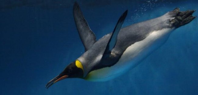 Умеют ли пингвины общаться под водой? - «Планета Земля»
