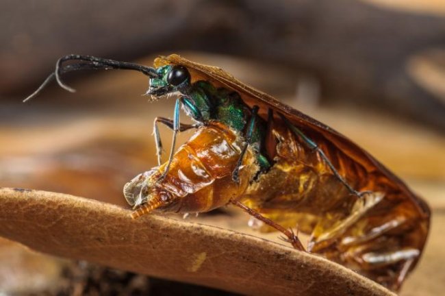 личинки-паразиты — как насекомые превращают своих жертв в зомби (5 фото + видео) - «Планета Земля»