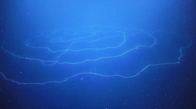 В водах Австралии найдено самое длинное животное в мире (3 фото) - «Планета Земля»