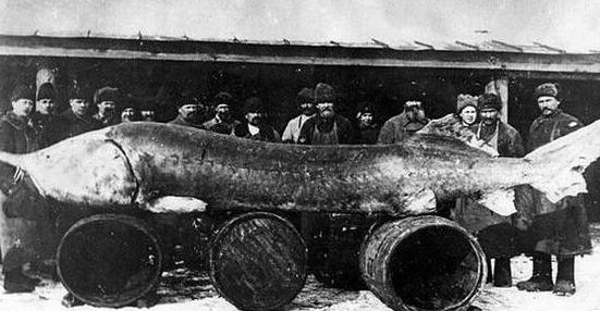 Золотая рыбка — то, что нашли в 1924 году внутри гигантской белуги, сделало ее самой дорогой рыбой в истории (5 фото) - «Планета Земля»