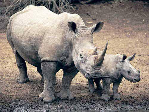 Может ли клон белого носорога спасти целый вид от вымирания? (2 фото) - «Клонирование»