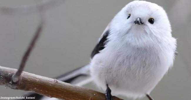 На японском острове живут птички-комочки из чистого хлопка (6 фото) - «Планета Земля»