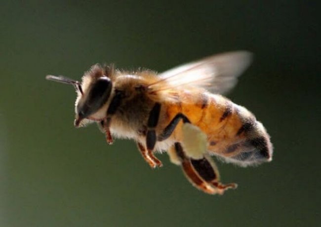 Как пчелы размножаются без спаривания (3 фото) - «Планета Земля»