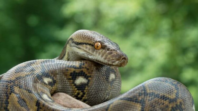 Как узоры на спине змей помогают им оставаться незамеченными? (4 фото + 2 видео) - «Планета Земля»