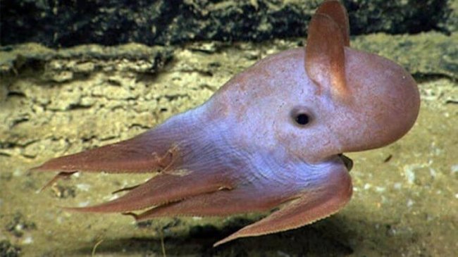 Самый глубоководный осьминог озадачил ученых (3 фото) - «Планета Земля»