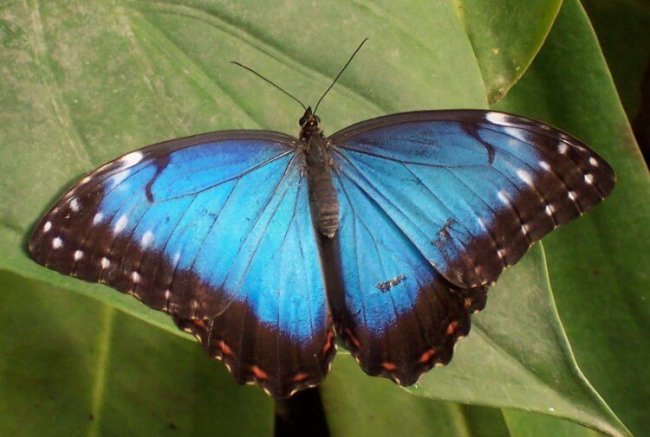 Почему крылья бабочек не ломаются под тяжелыми каплями дождя? (5 фото) - «Планета Земля»