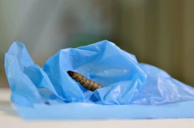 Полезный вредитель — как гусеница гигантской моли спасет планету от полиэтилена (4 фото + видео) - «Планета Земля»
