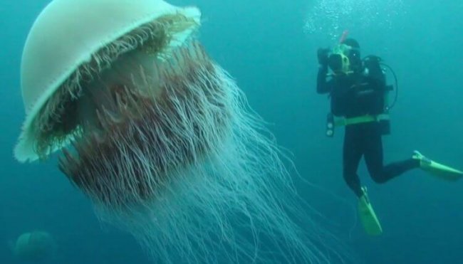 Как выглядит самая большая медуза и чем она опасна? (3 фото) - «Планета Земля»