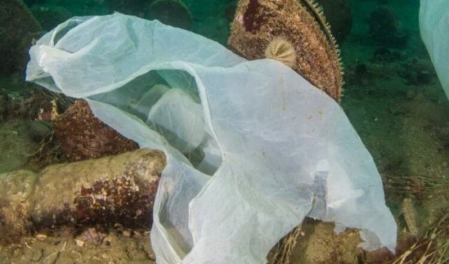 Что происходит с пластиковыми пакетами, выброшенными в воду? (3 фото) - «Катаклизмы»