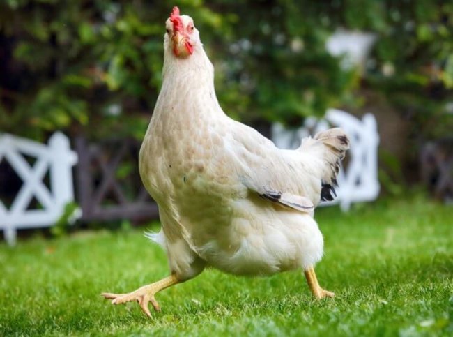 Когда курицы стали домашними животными? (4 фото) - «Планета Земля»