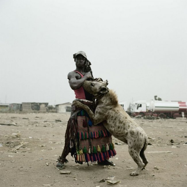 Жуткий хохот и жажда крови — почему гиена в Африке считается лучшим домашним питомцем (4 фото) - «Планета Земля»