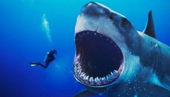 Каких животных боятся опасные акулы? (5 фото) - «Планета Земля»