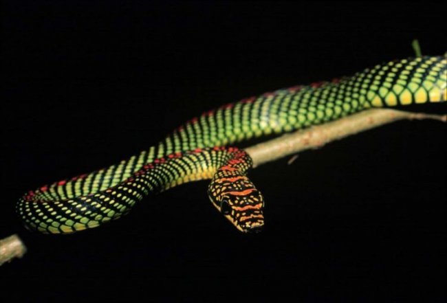 Как летающие змеи управляют своим полетом? (4 фото) - «Планета Земля»