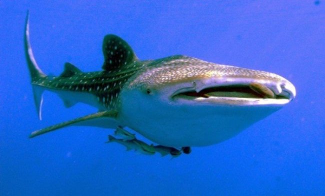 В глазах китовых акул обнаружены зубы (3 фото + видео) - «Планета Земля»
