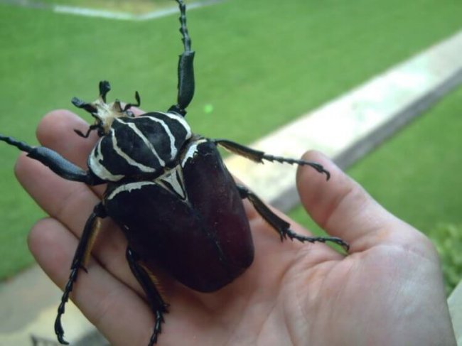 Самый большой жук в мире может сбить вас с ног (4 фото) - «Планета Земля»
