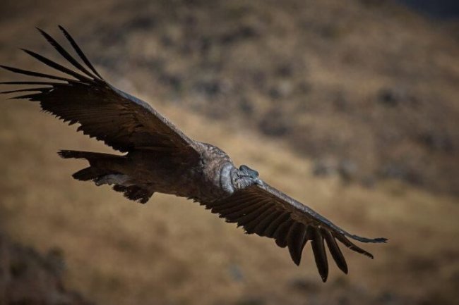 Эти птицы могут летать часами, ни разу не взмахнув крыльями (5 фото) - «Планета Земля»