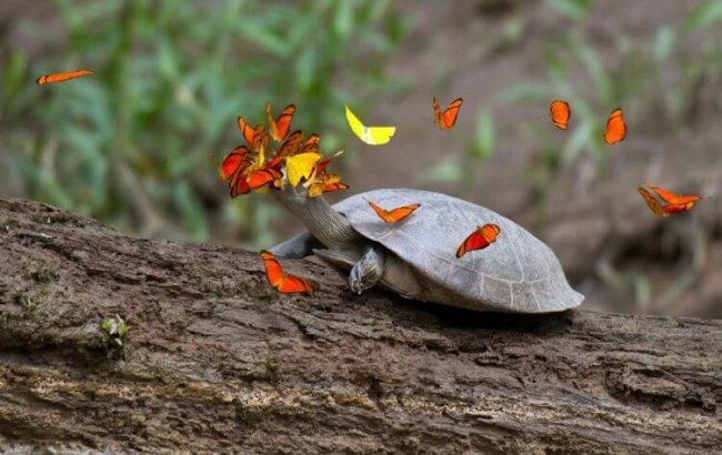 Почему бабочки любят пить слезы черепах? (5 фото) - «Планета Земля»