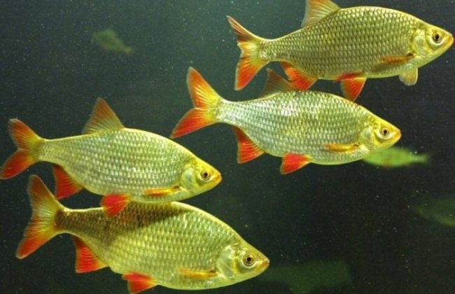 Почему рыбы не замерзают в холодной воде? (5 фото) - «Планета Земля»