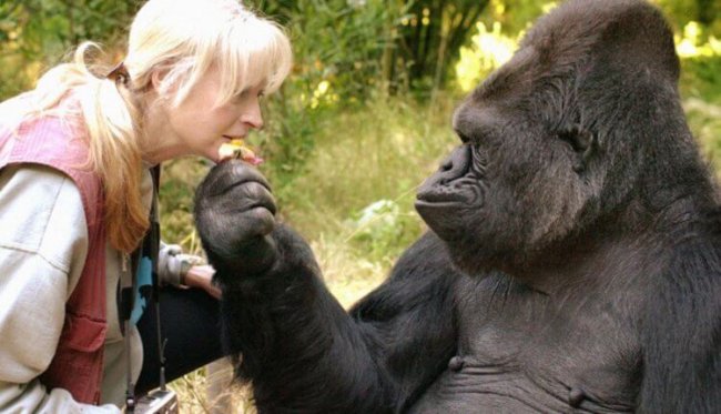 Между гориллами и людьми найдена еще одна общая черта (4 фото) - «Планета Земля»