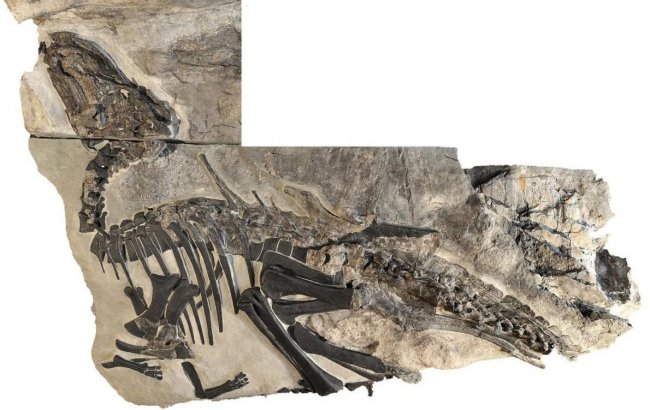 Множество останков динозавров нашли в Италии - «Процесс познания»