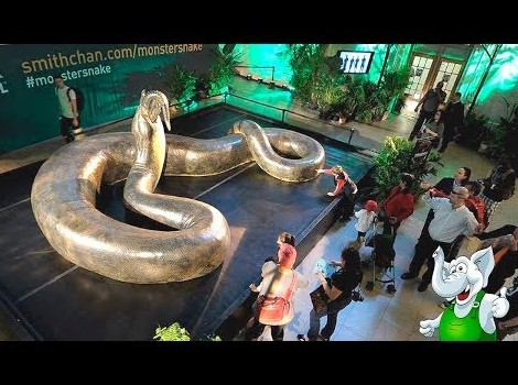 Видео анаконда змеи - «Процесс познания ВИДЕО»