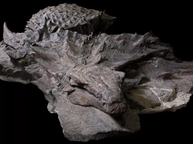 Ученые нашли самую старую мумию динозавра - «Процесс познания»